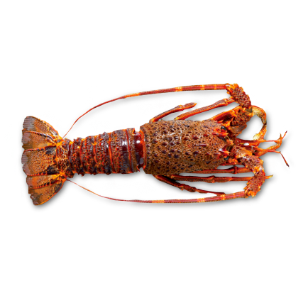 Raw whole Rock lobster by Sapmer