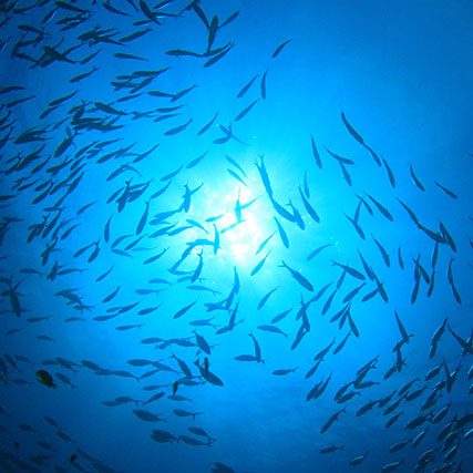 Marine resources management - Shoal of fish